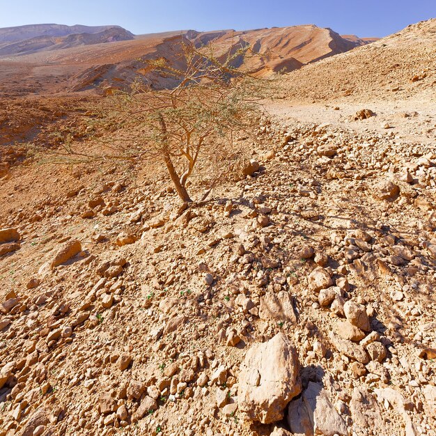 Les collines rocheuses