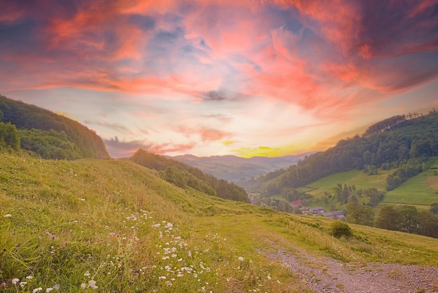 Les collines sont couvertes d'herbe verte et de forêt dans les montagnes au lever du soleil dans des tons chauds et ensoleillés, ciel bleu avec de beaux nuages dans la campagne de fond de montagne d'été