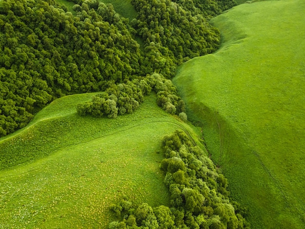 Collines vertes avec des arbres et de l'herbe verte fraîche Fond de nature abstraite