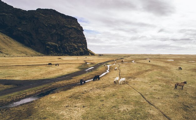 Collines vertes et panoramas islandais. Vues aériennes avec des chevaux