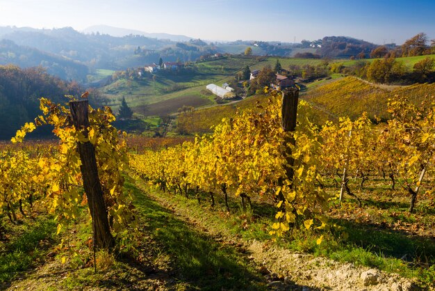 Collines De Vignoble En Automne