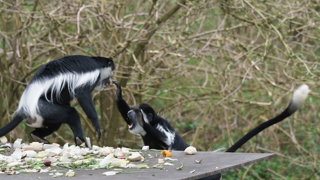 Colobe noir et blanc (Colubus)