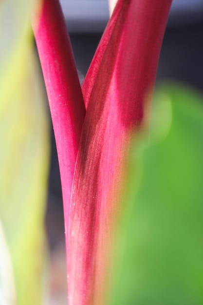 Colocasia sangria est une belle plante à feuilles d'araceae