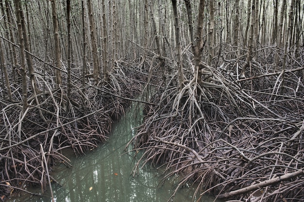 Écologie des mangroves.