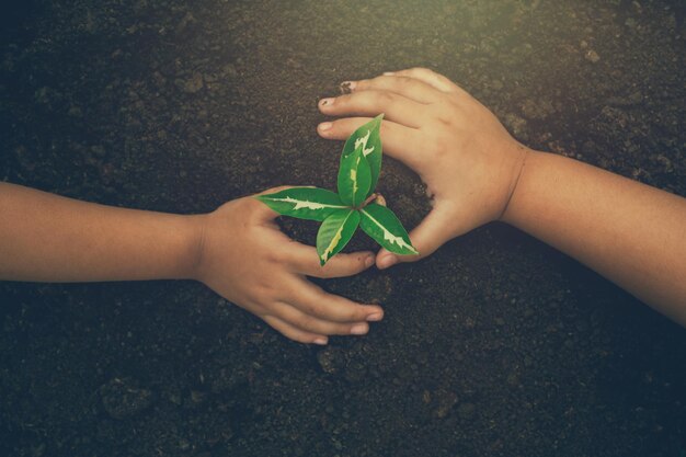 Écologie protection de l'environnement naturel concept de jour de la terre plantation de plantes dans les mains humaines sur vert