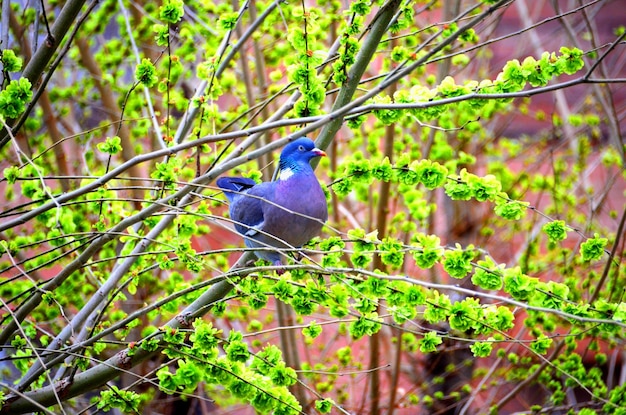 Colombe sur l'arbre.