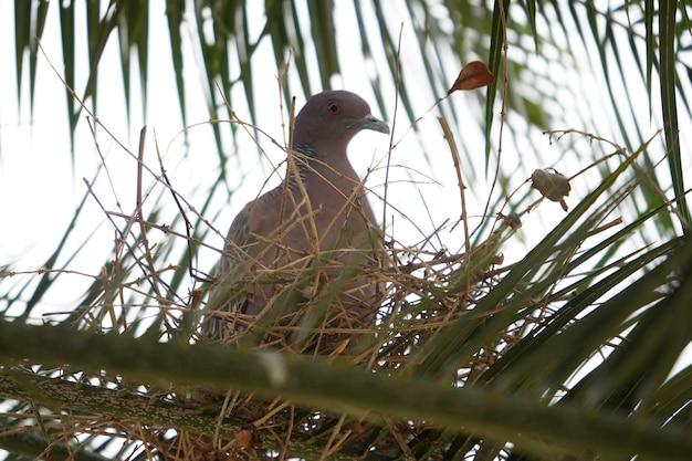 Colombe assise sur son nid dans un arbre