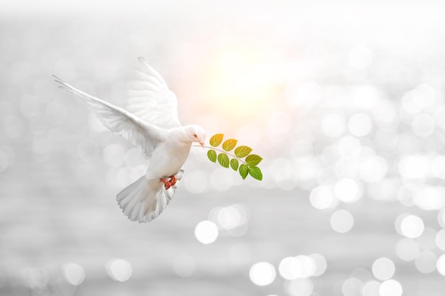 colombe blanche branche esprit saint