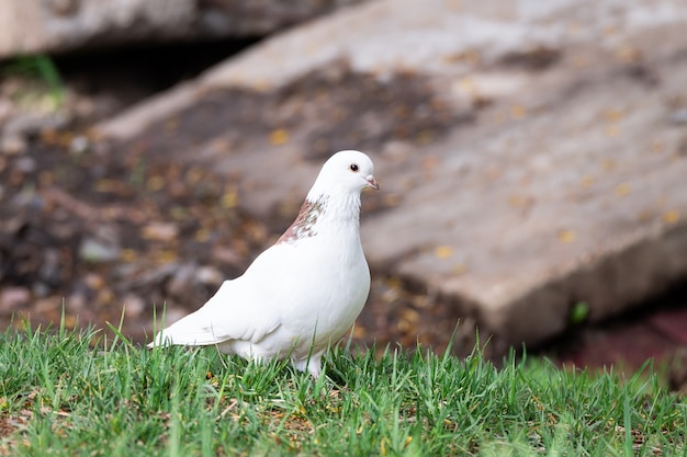 Colombe blanche sur l&#39;herbe