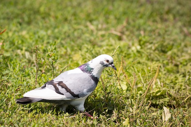 Colombe blanche sur l'herbe