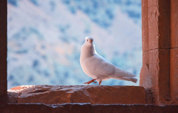 Photo la colombe blanche