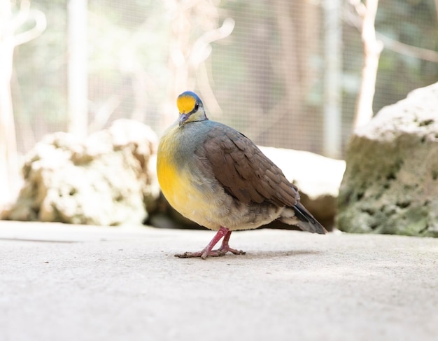 Colombe bleu-jaune Gallicolumba tristigma oiseaux rares