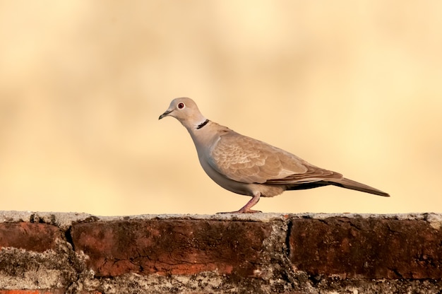 Une colombe à collier assis sur un mur