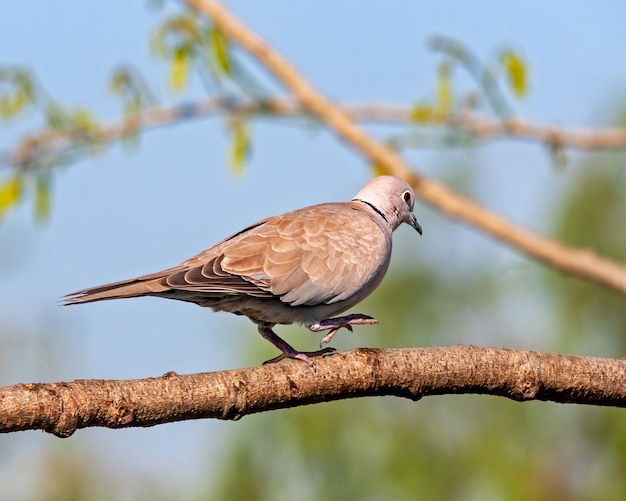 Colombe à collier eurasien marchant sur une branche d'arbre