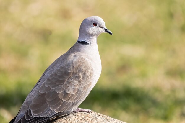 Une colombe à collier eurasien singe ou Streptopelia decaocto assis sur le fond vert bonjour printemps