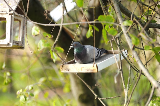 Colombe dans la mangeoire à oiseaux mange