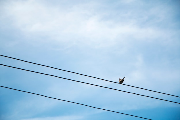 Une colombe sur un fil avec un ciel bleu