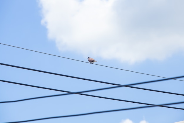 Colombe sur les fils et le fond de ciel bleu