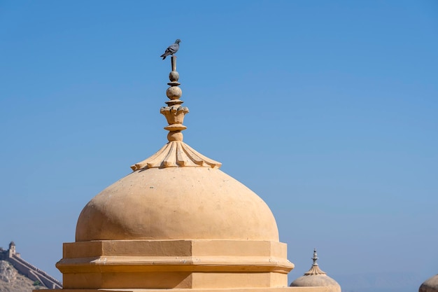 Colombe grise sur le dôme du fort Amber à Jaipur Rajasthan Inde