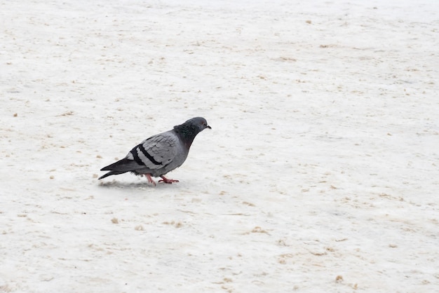 Colombe grise marchant dans la neige avec un rythme de copie