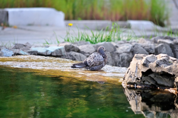 Une colombe grise se baigne dans une fontaine d'eau un jour ensoleillé