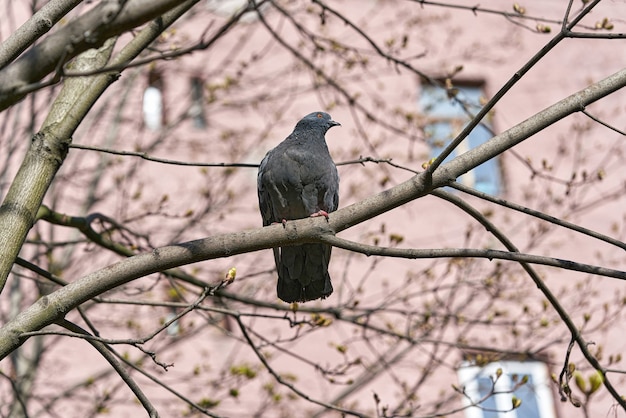 Une colombe grise solitaire est assise sur une branche d'arbre