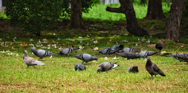 Colombe sur la pelouse dans le jardin