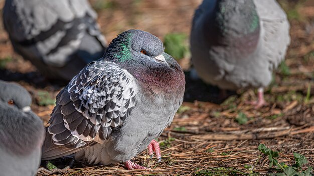 Colombe, pigeon sur fond flou, de près