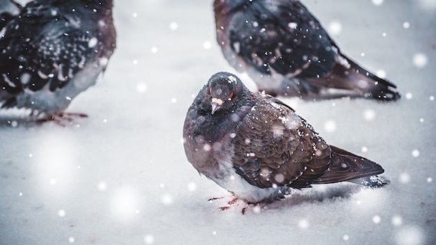 Colombe de pigeon gris s'asseoir sur la neige par une froide journée glaciale en hiver pendant les chutes de neige, les flocons de neige tombant, les taches de couleur blanche. Fond d'hiver Noël nouvel an.