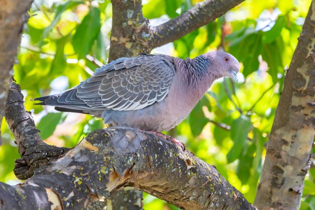 Colombe sauvage connue sous le nom de quotpombaoquot ou quotasa brancaquot ou quotpomba carijoquot Patagioenas picazuro