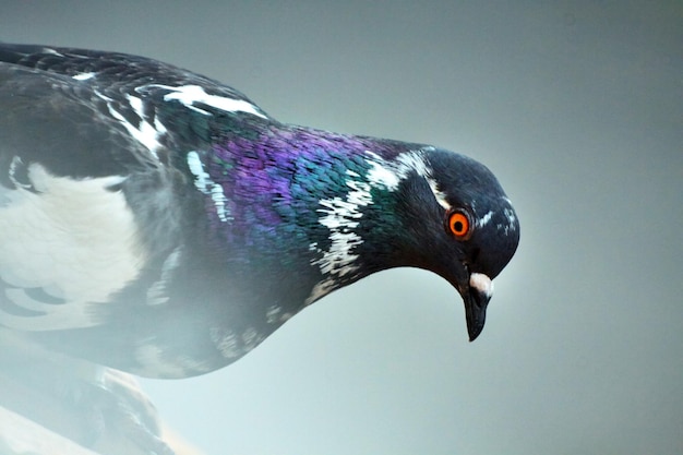 Photo colombe de la ville au plumage coloré vue rapprochée