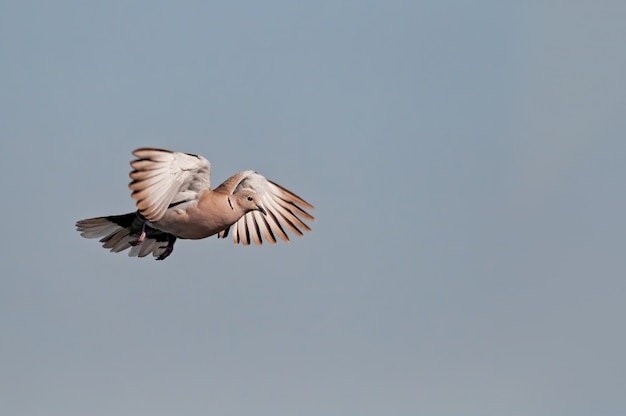 Photo colombe, voler, chauve, ciel