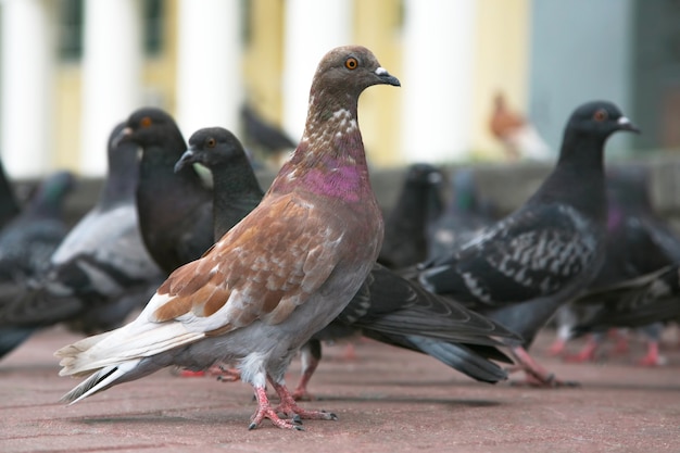 La colombe sur la zone par rapport aux autres pigeons