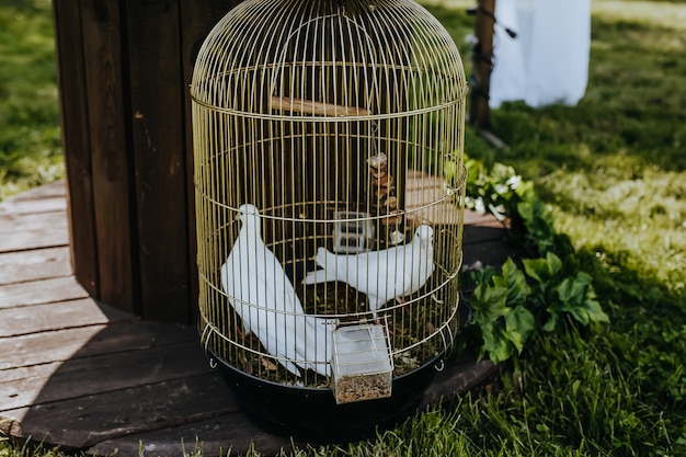 Photo colombes blanches dans une cage dorée lors d'un mariage sur la pelouse