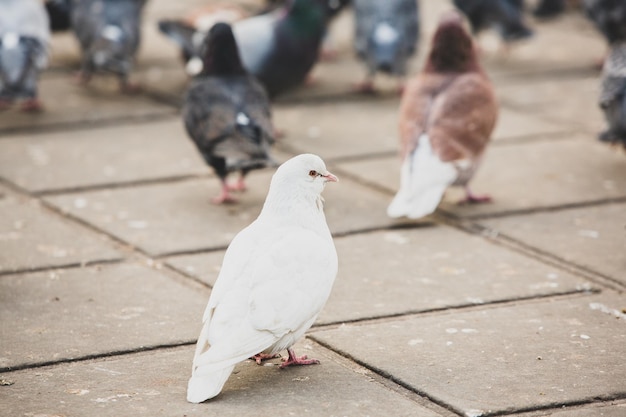 Les colombes de la ville ou les pigeons de la ville envahissent les rues et les places publiques