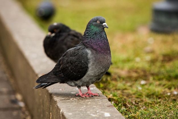 Les colombes de la ville ou les pigeons de la ville envahissent les rues et les places publiques