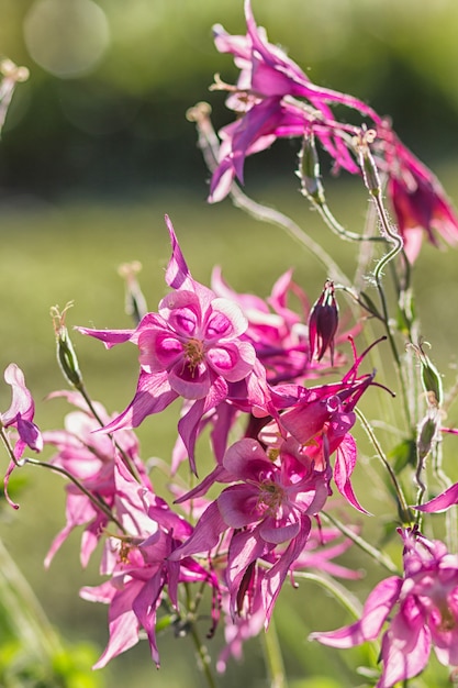 Colombine mauve et bleue en fleurs