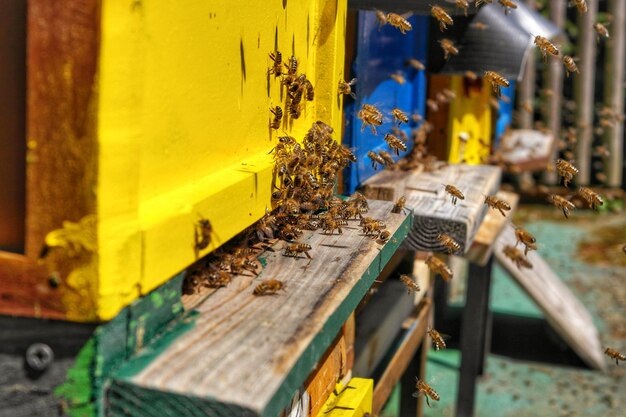 Photo une colonie d'abeilles au soleil