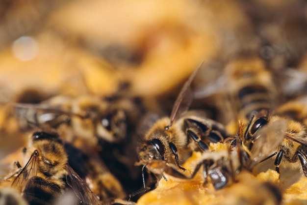 Colonie d'abeilles dans la ruche macro Cellules de cire en nid d'abeilles de travail avec du miel et du pollen