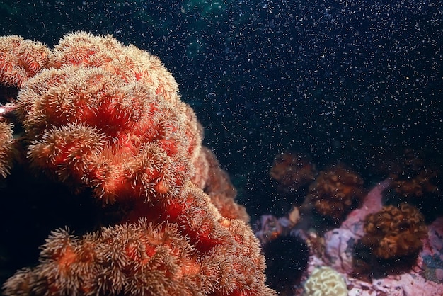 colonie d'anémones de mer sous les coraux d'eau