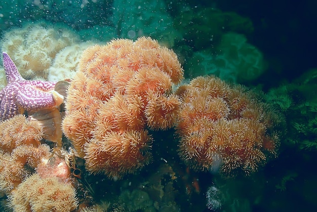 colonie d'anémones de mer sous les coraux d'eau