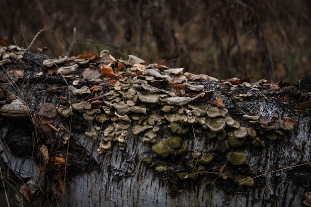 Une Colonie De Champignons Sur Un Bouleau Mort Tombé