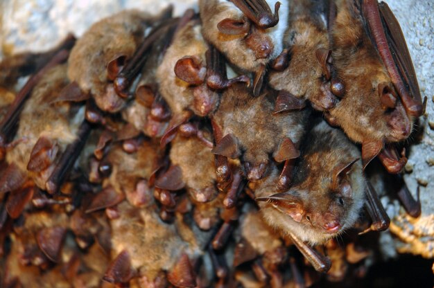 Photo colonie de chauves-souris suspendues dans une grotte ces mammifères volants utilisent l'écholocalisation pour naviguer