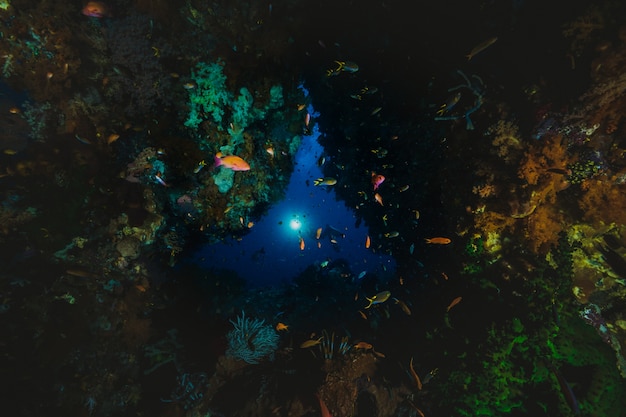 Une colonie de corail sur un récif avec un rayon de lumière de mystère