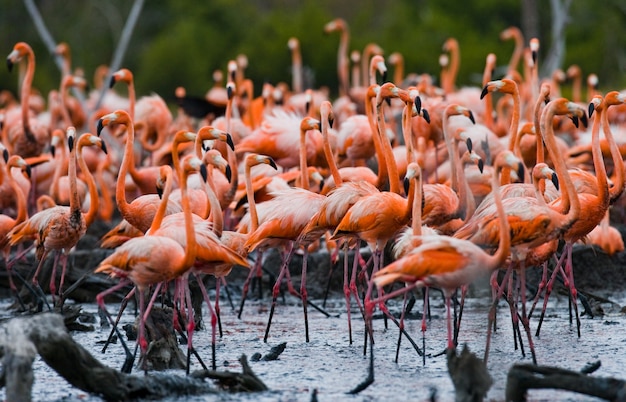 Colonie du flamant des Caraïbes