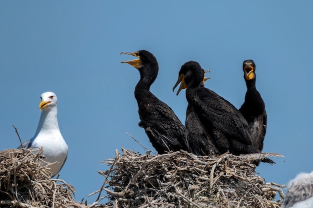 Colonie d'élevage de grands cormorans ou phalacrocorax carbo