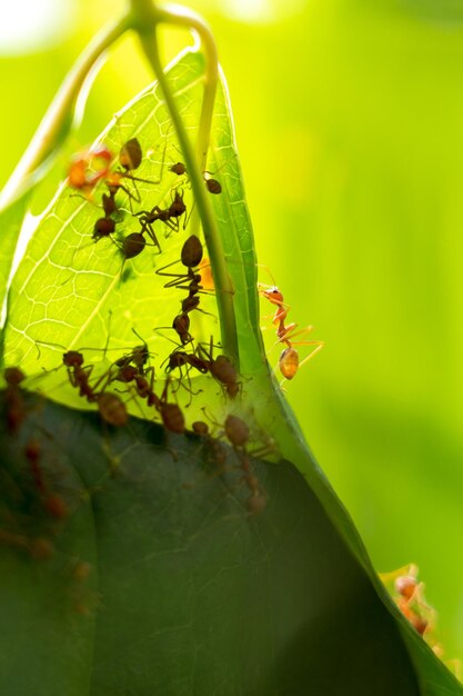 Colonie de fourmis qui aident à construire un nid Fourmis close up