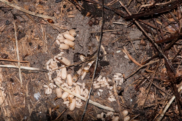 Colonie de fourmis rouges du Minnesota avec des larves de cocon pupes