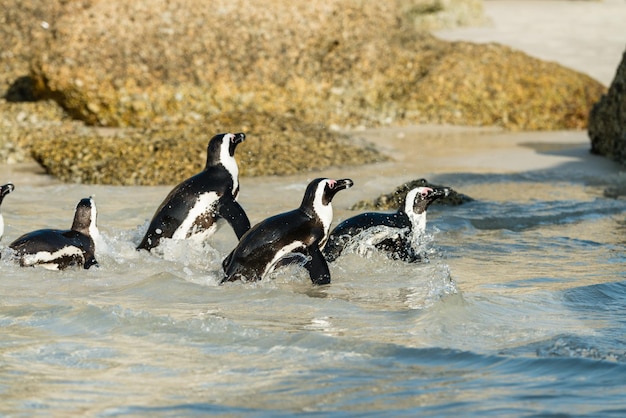 Colonie de manchots de Boulders Beach Simonstown en Afrique du Sud