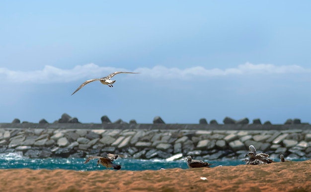 Photo une colonie de mouettes sur la plage de sable un matin